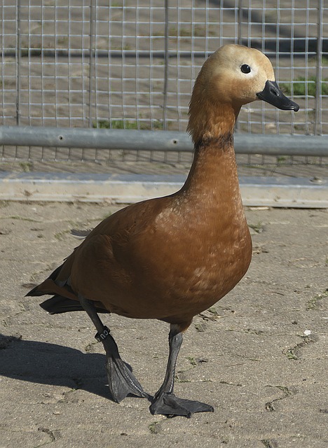 英超市场及
